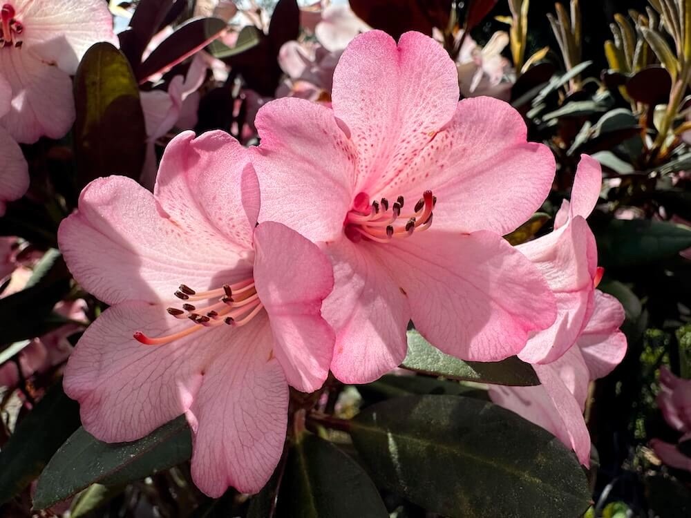 Rhododendron bureavii 'Hansel'