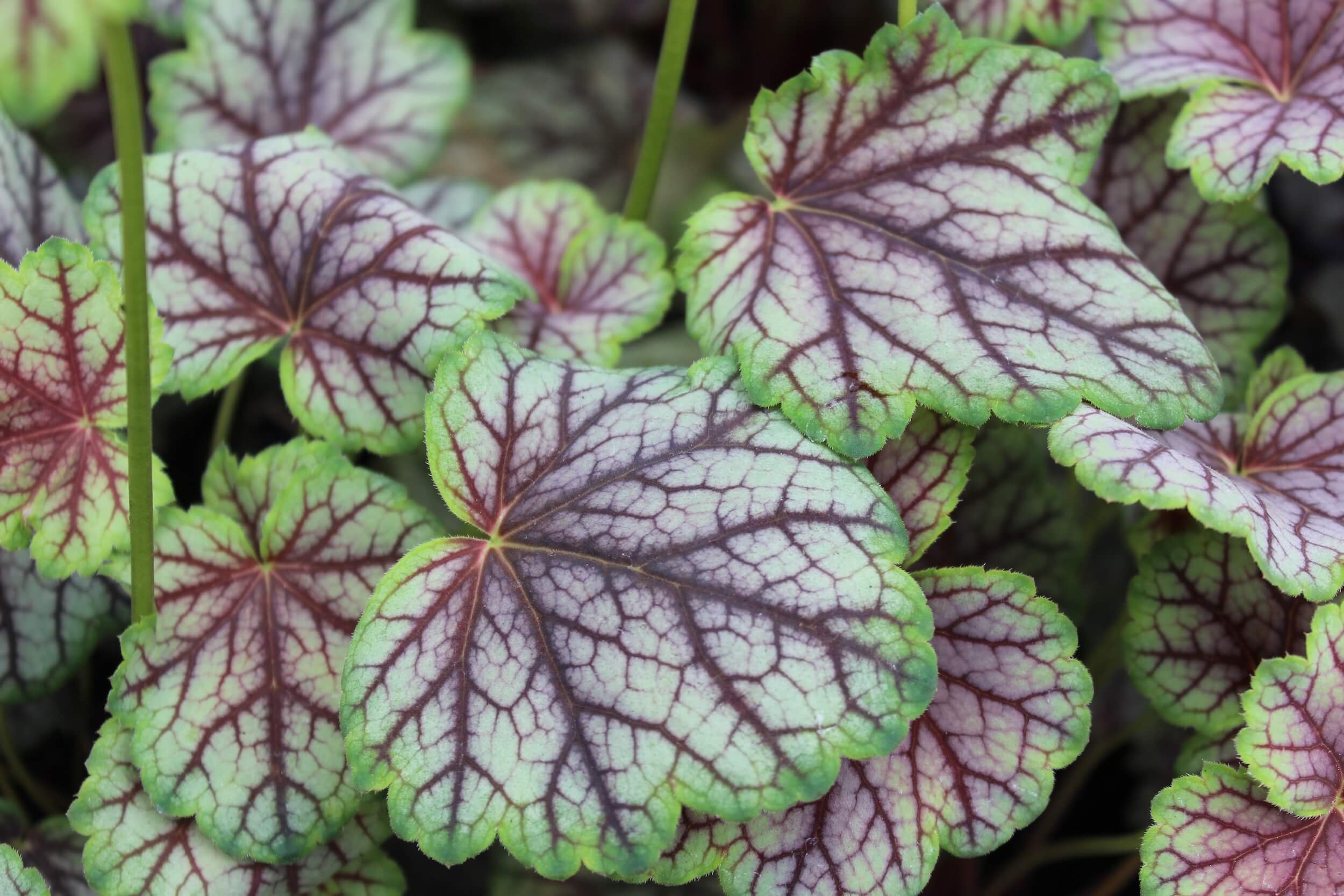 Heucheras