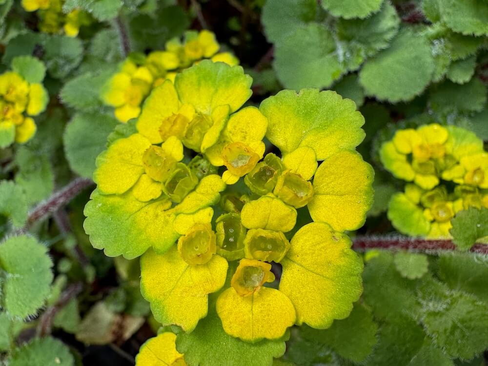 Chrysosplenium alternifolium
