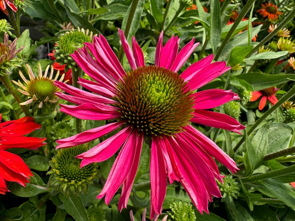 Echinacea 'Kismet Raspberry'