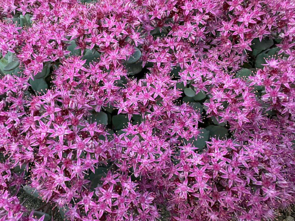 Sedum cauticola ‘Lidakense’