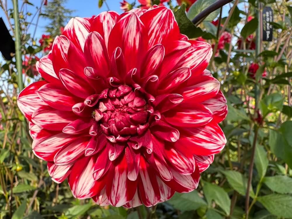 Dahlia 'AC Fancy'