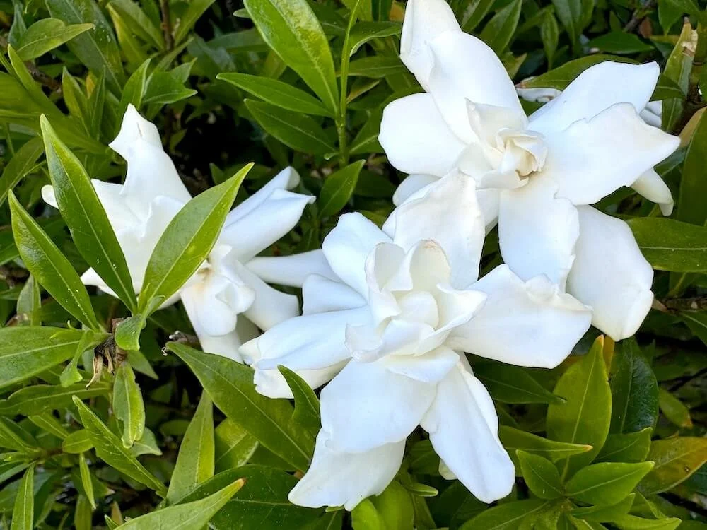 GARDENIA