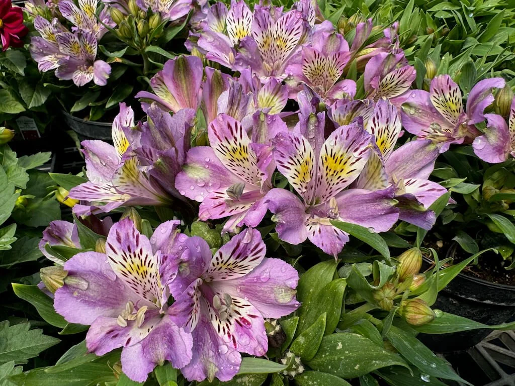 Alstroemeria 'Inca Ocean'