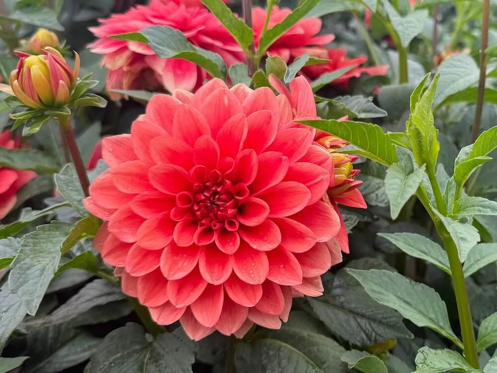 Dahlia 'Hot Rod'
