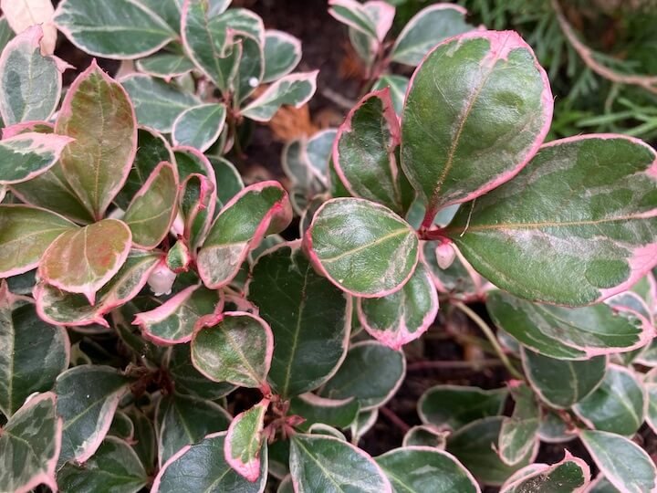 WINTERGREEN (Gaultheria)