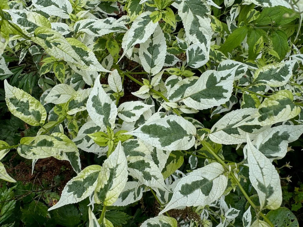 Caryopteris divaricata ‘Snow Fairy’