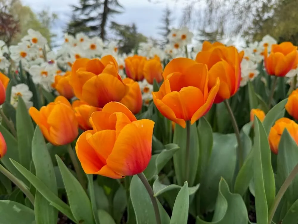 Tulipa 'Orange Emperor'