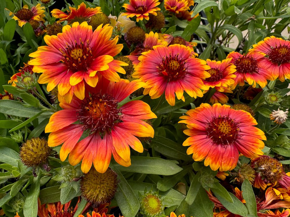 Sun Loving Perennials