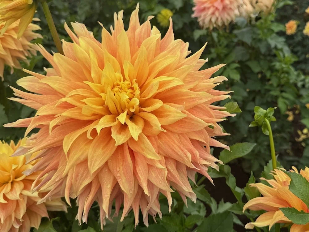 Dahlia 'Bonaventure'