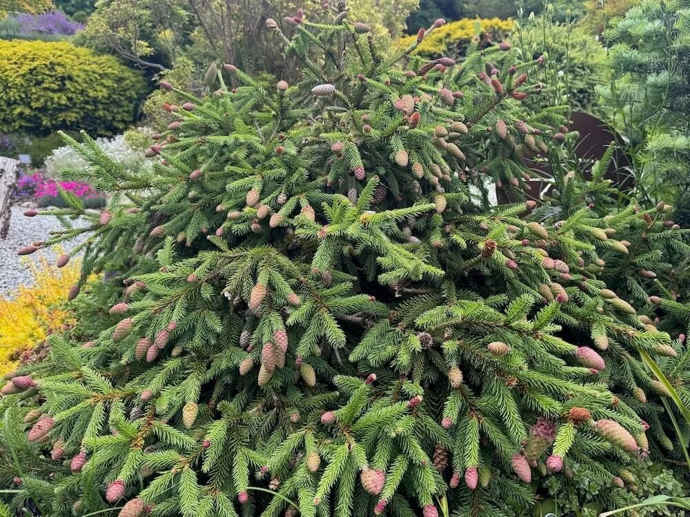 Picea abies 'Pusch'
