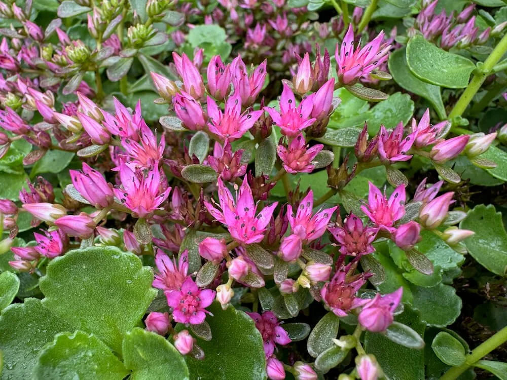 Sedum spurium ‘John Creech’