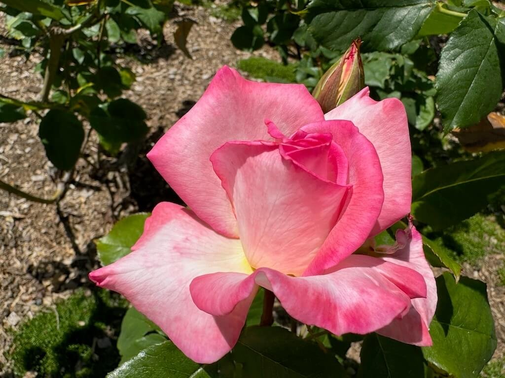 Rosa 'Secret'