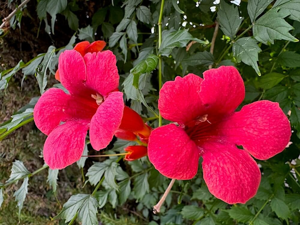 Campsis radicans 'Flamenco'