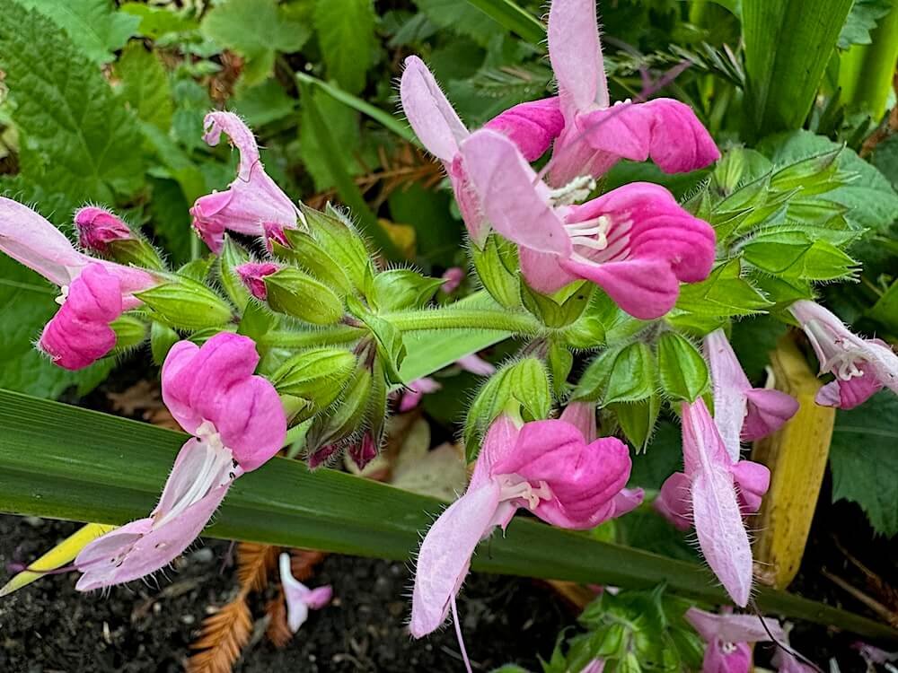 Salvia glabrescens 'Momobana'