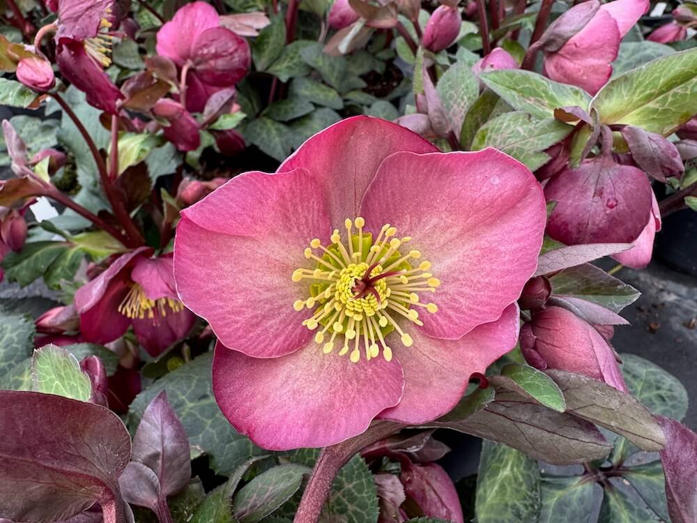 Helleborus × hybridus 'Penny's Pink'