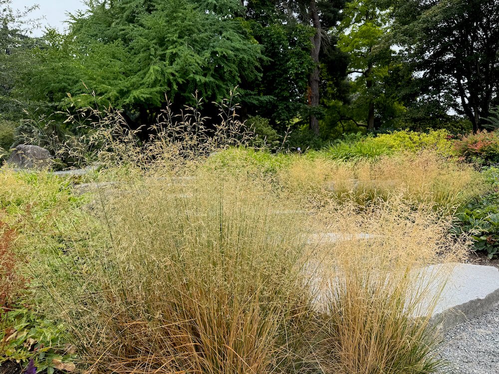 Deschampsia cespitosa 'Pixie Fountain'