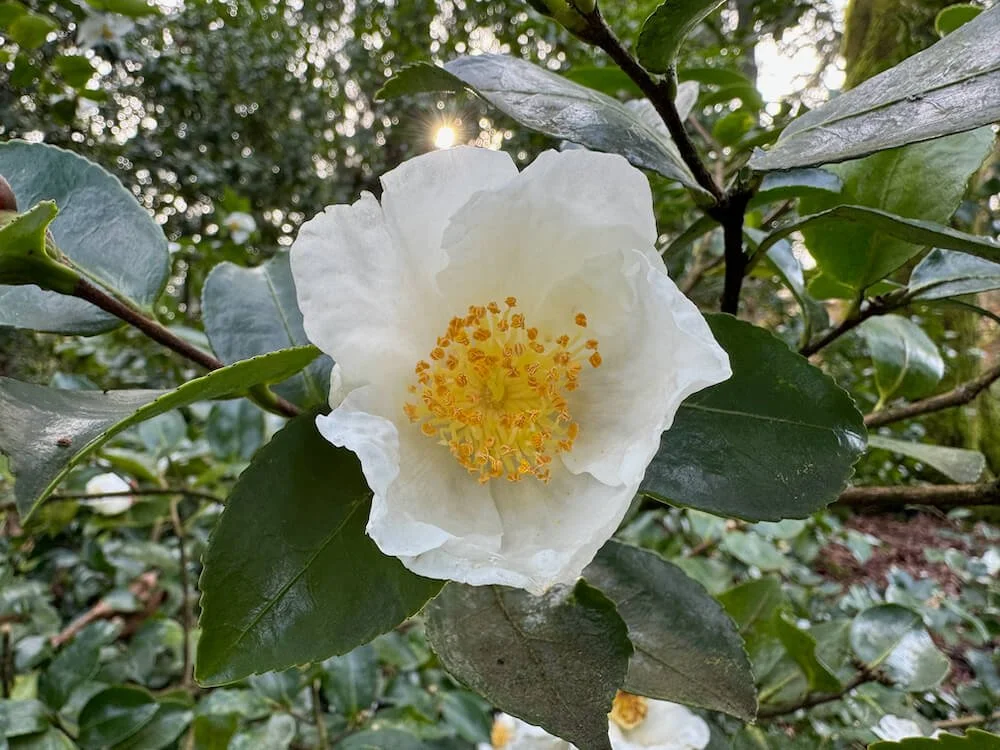 Camellia sasanqua 'Tago-no-Tsuki'