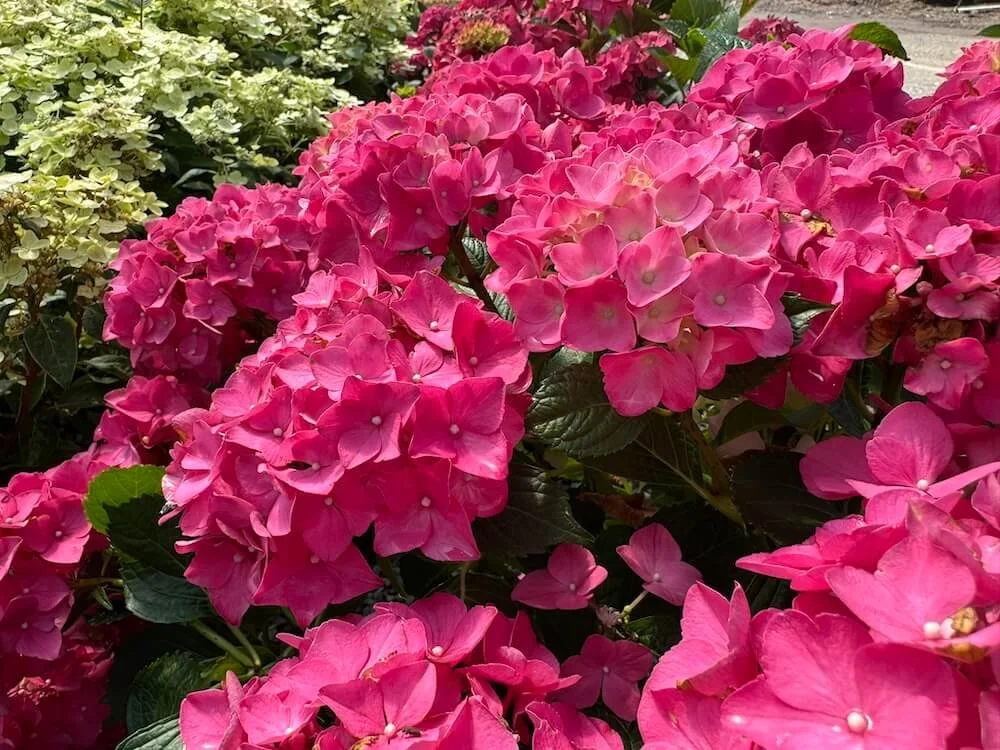 Hydrangea macrophylla 'Glowing Embers'