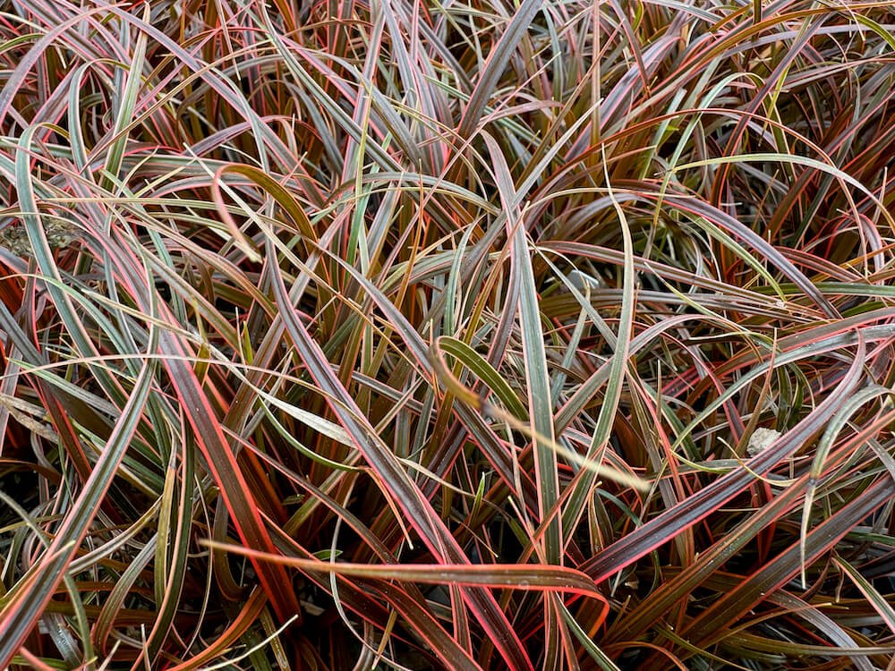 Uncinia rubra 'Belinda's Find'