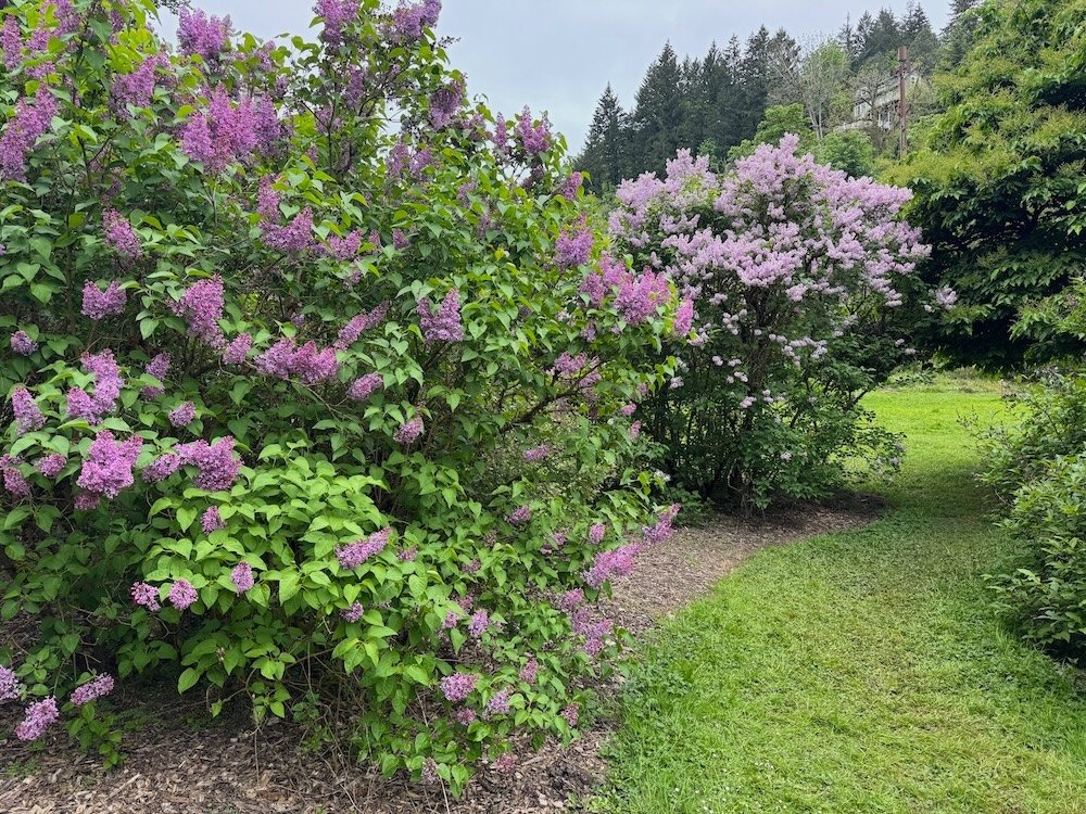 DUNIWAY PARK LILAC GARDEN