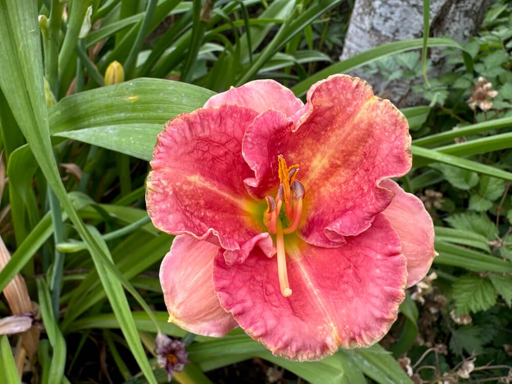 Hemerocallis 'Chance Encounter'