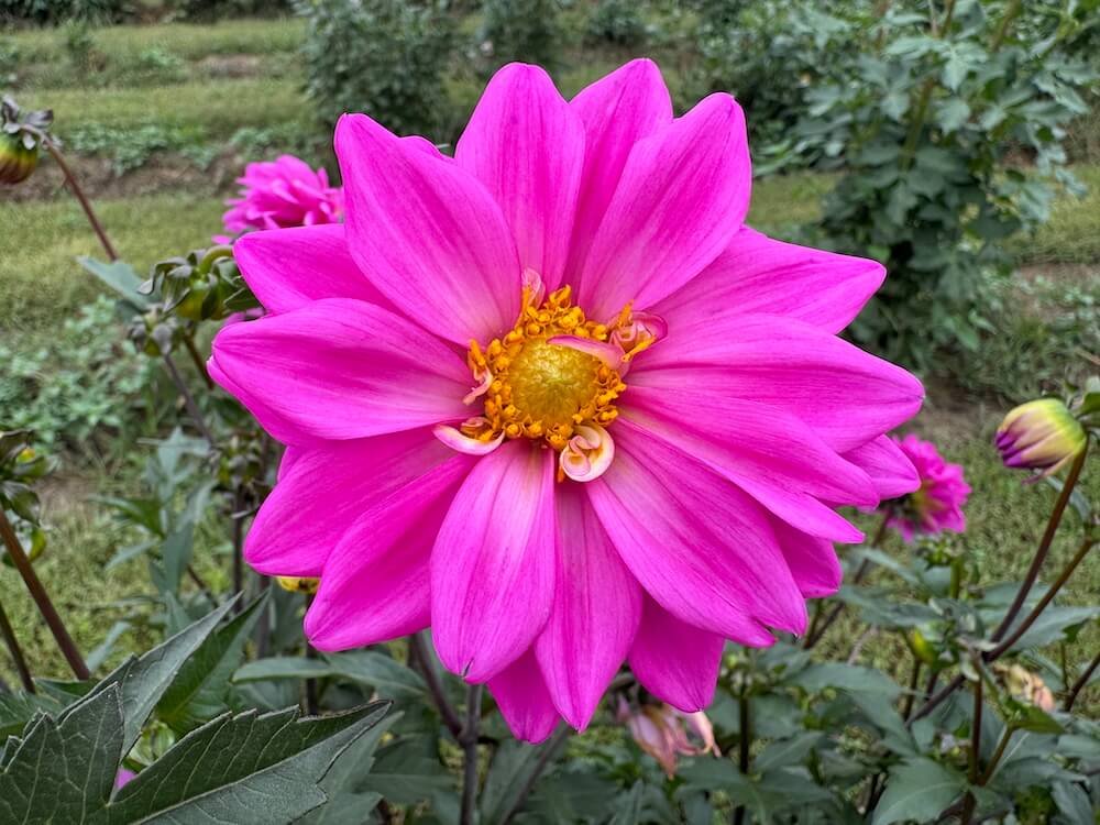 Dahlia 'Becky's Pink Lady'