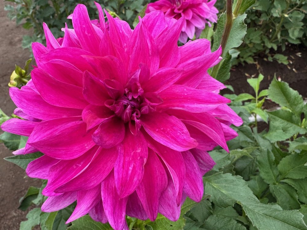 Dahlia 'I'm A Hottie'