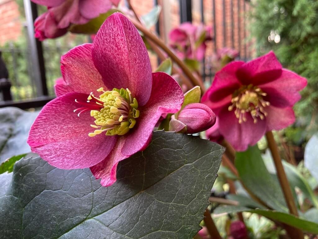 Helleborus x glandorfensis HGC 'Ice N' Roses Brunello'