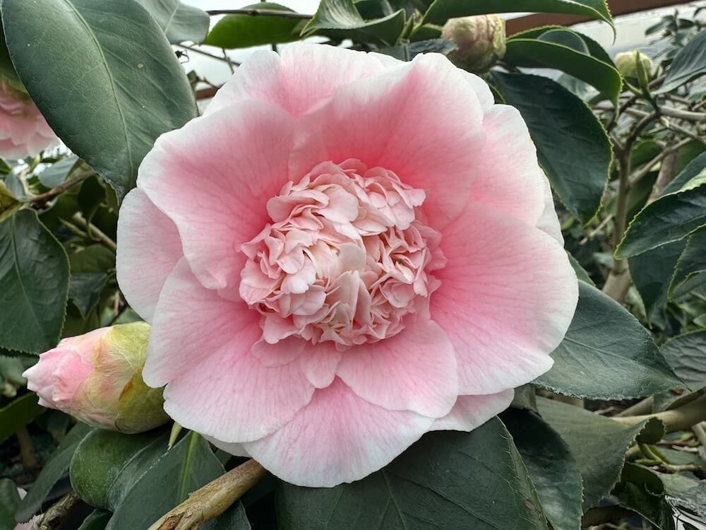 Camellia japonica 'Elegans Splendor'