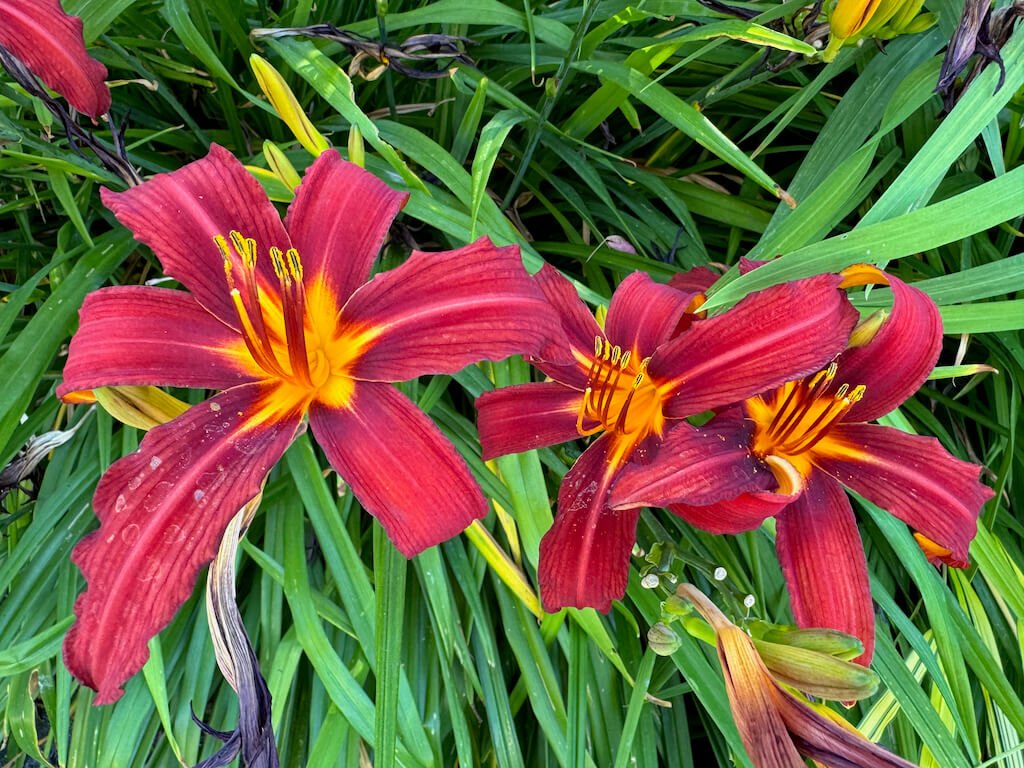 Hemerocallis 'Crimson Pirate'