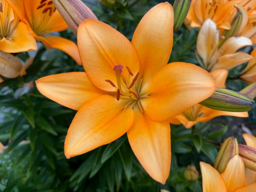 Lilium 'Menton'