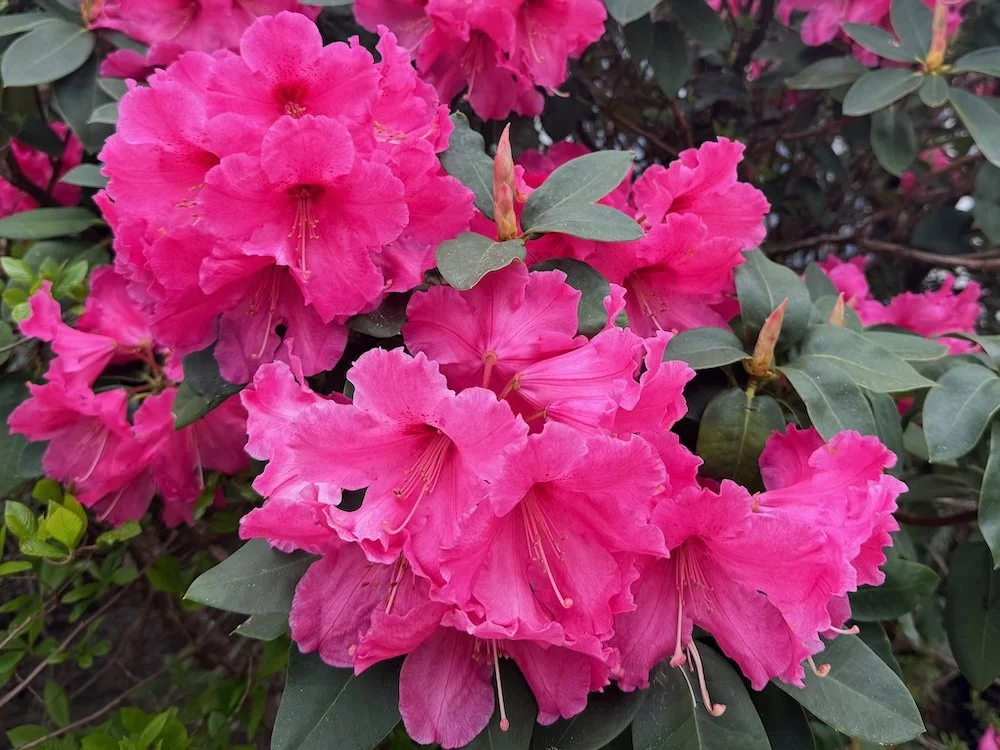 Rhododendron 'Dexter's Giant Red'