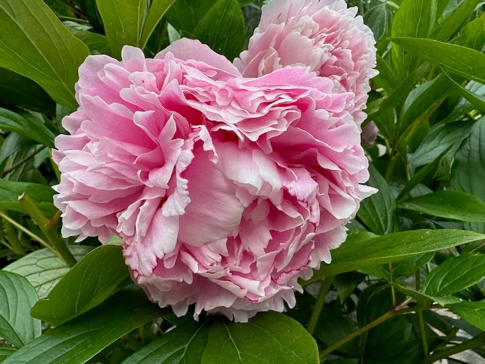 Paeonia lactiflora 'Sarah Bernhardt'