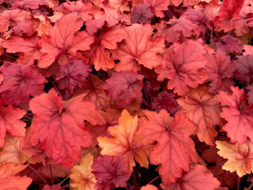 Heuchera 'Fire Alarm'