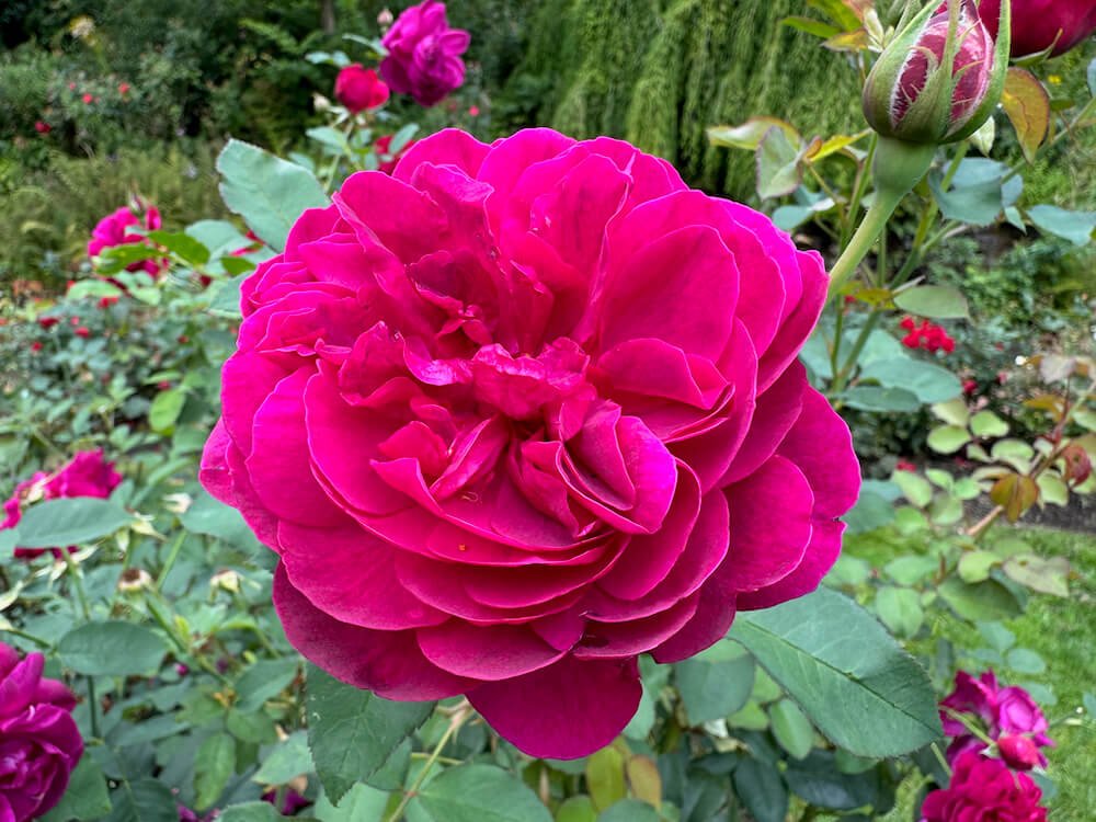 Rosa 'Darcey Bussell'