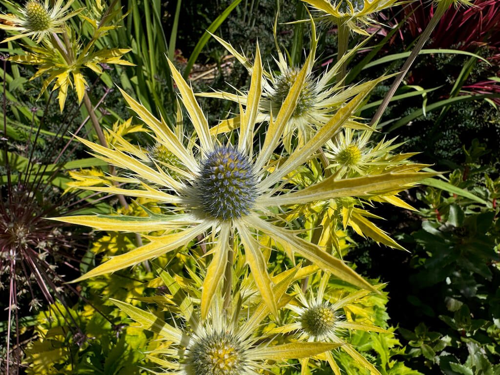 Eryngium x zabelii 'Neptune's Gold'