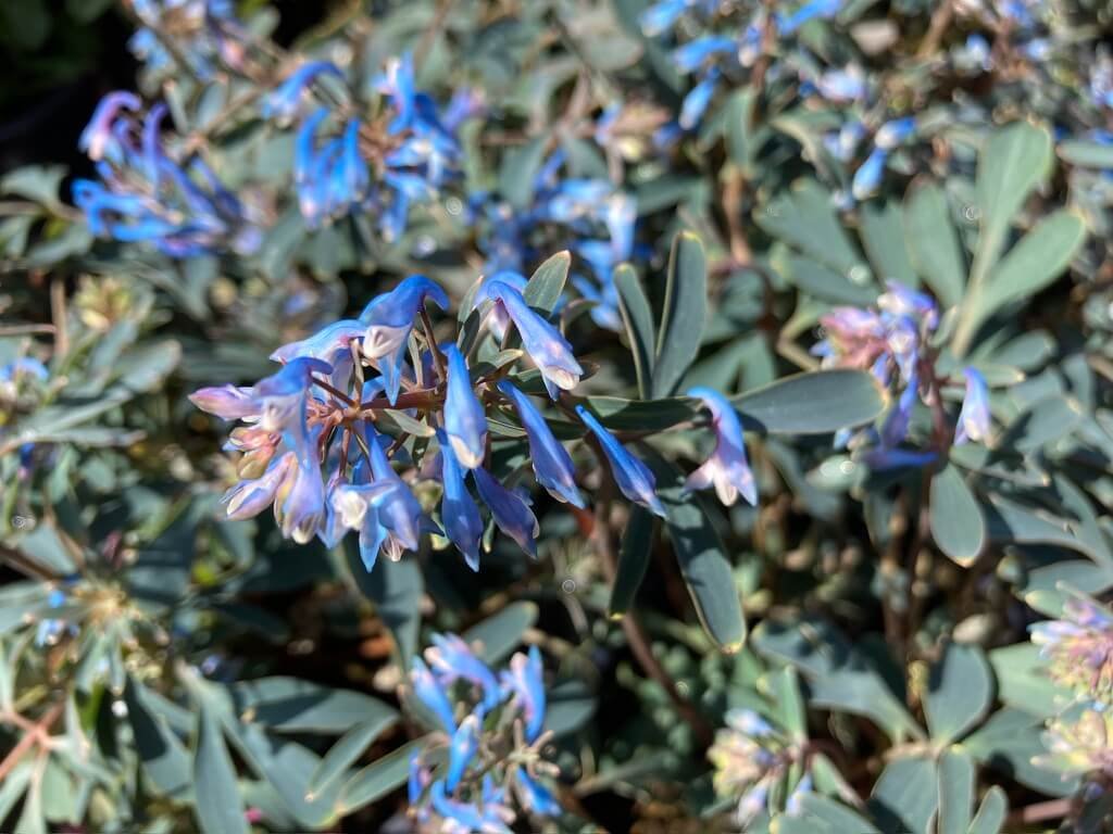 CORYDALIS