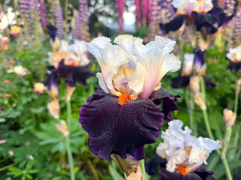 Iris 'Main Street'