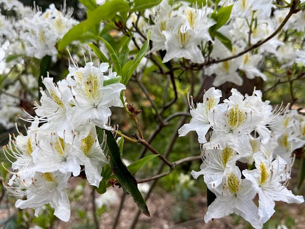 Rhododendron augustinii ssp. hardyii