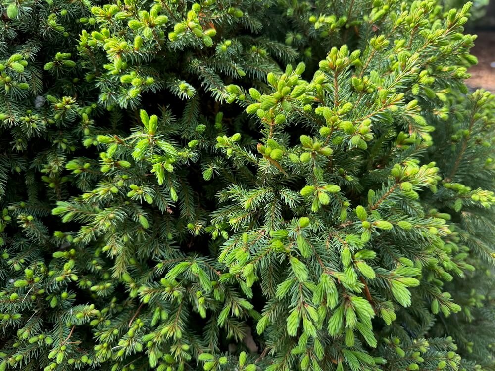 Picea mariana 'Ericoides'