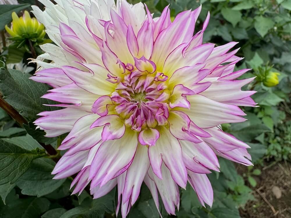 Dahlia 'Crazy Love'