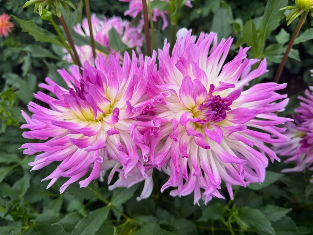 Dahlia 'Bold Accent'