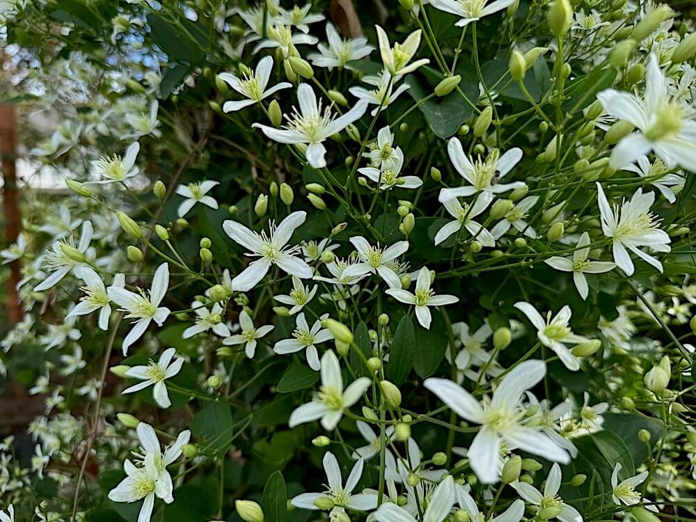 Clematis terniflora