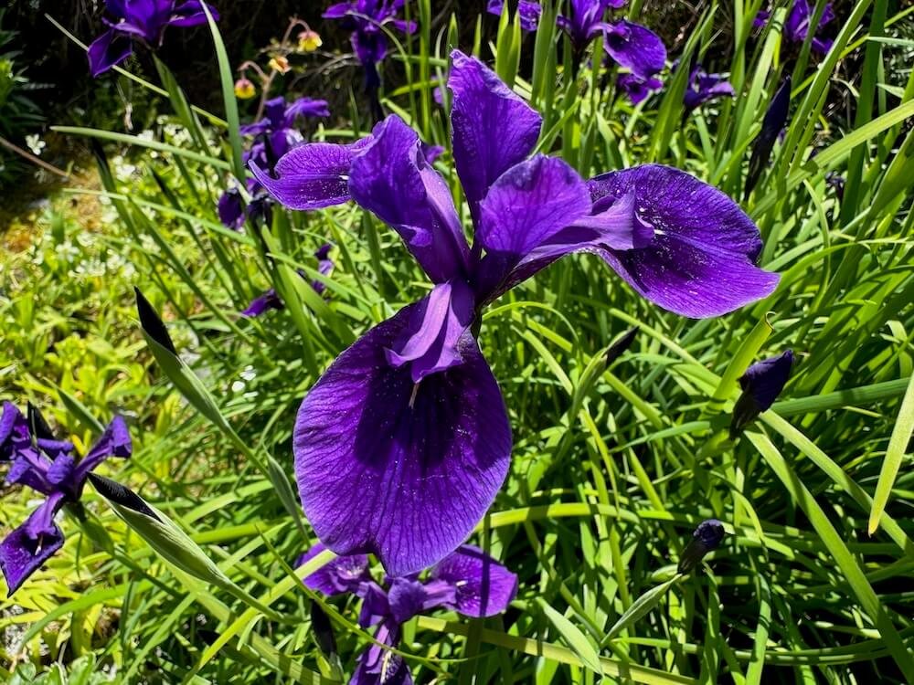 Iris chrysographes