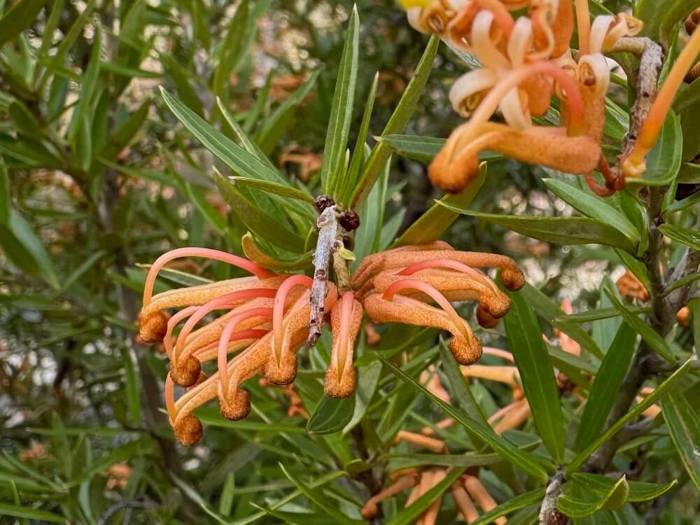 Grevillea x 'Poorinda Leane'
