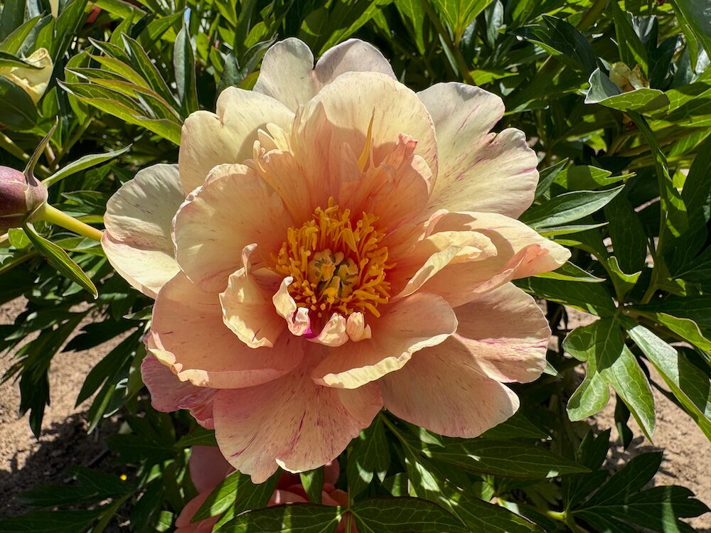 BROOKS GARDENS PEONIES