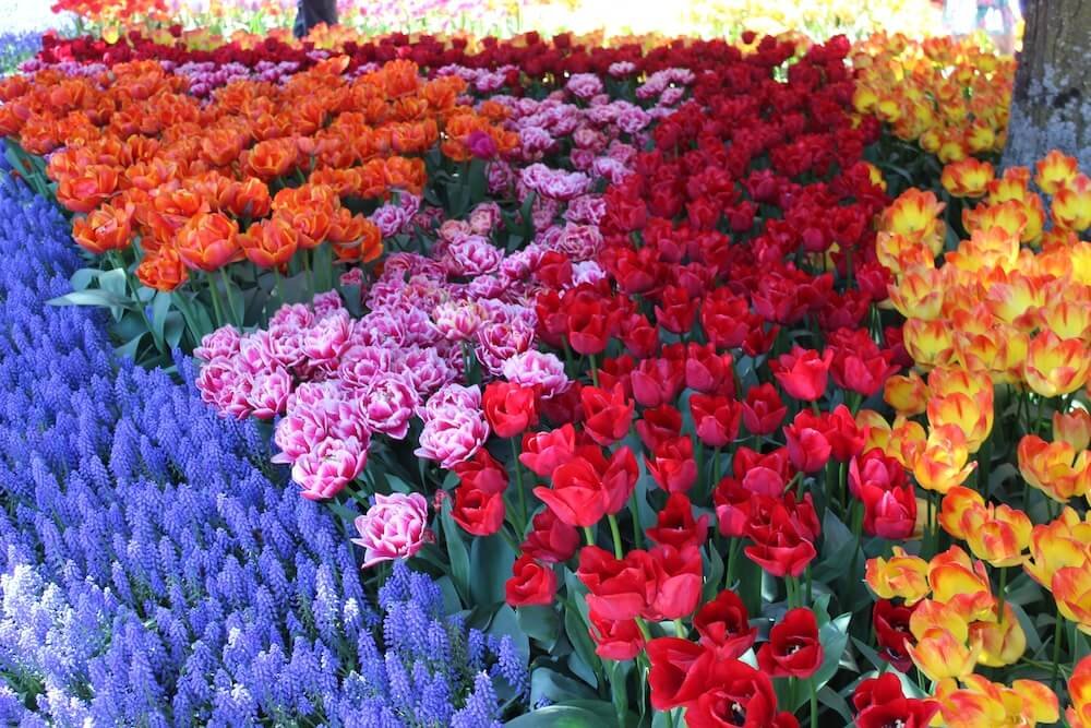 TULIP FIELDS