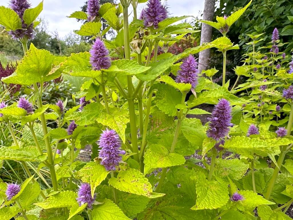 Agastache rugosa 'Golden Jubilee'