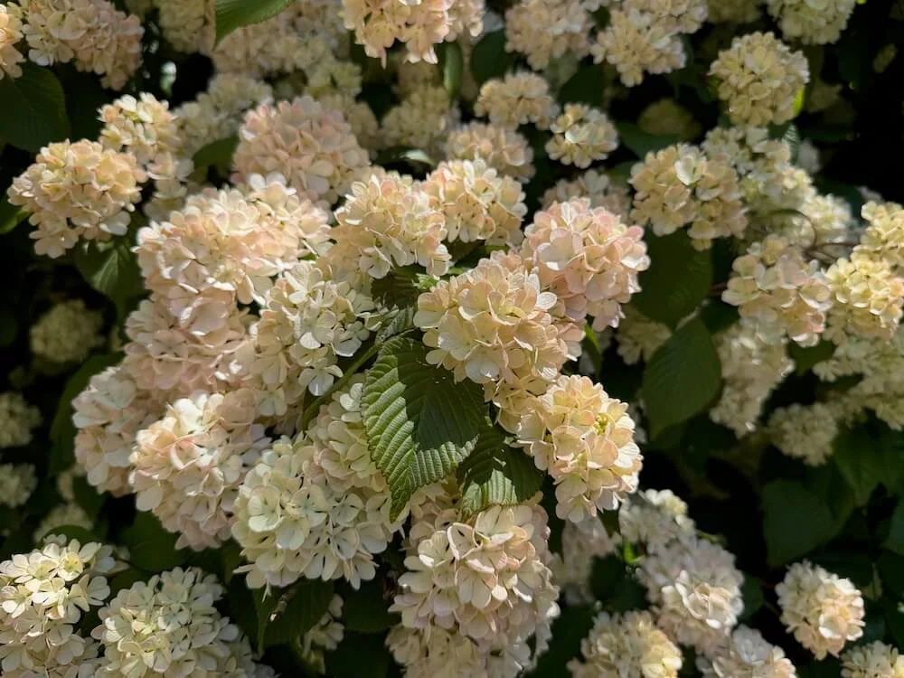 VIBURNUM